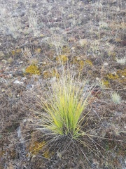Festuca sibirica