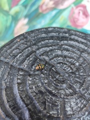 Chrysocoris fascialis