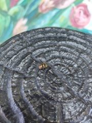 Chrysocoris fascialis