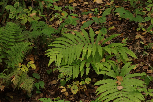 Pentarhizidium orientale iNat (2)
