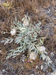 Astragalus lupulinus