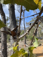 Hakea amplexicaulis