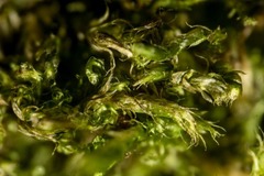 Sciuro-hypnum latifolium