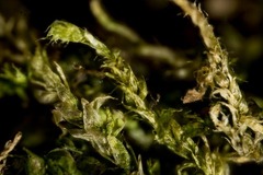 Sciuro-hypnum latifolium