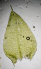 Sciuro-hypnum latifolium