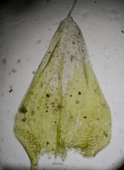 Sciuro-hypnum latifolium