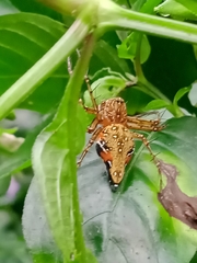 Hamadruas hieroglyphica