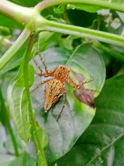 Hamadruas hieroglyphica