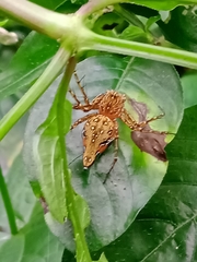 Hamadruas hieroglyphica