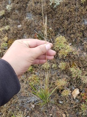 Helictochloa hookeri