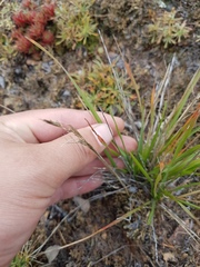 Helictochloa hookeri