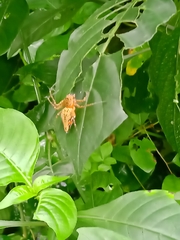 Hamadruas hieroglyphica