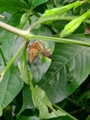 Hamadruas hieroglyphica