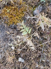 Astragalus chorinensis