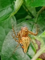 Hamadruas hieroglyphica