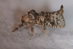 Givira francesca