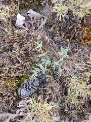 Astragalus chorinensis