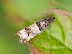 Notocelia incarnatana