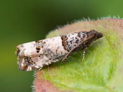 Notocelia incarnatana