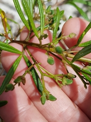 Zieria laxiflora