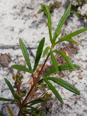 Zieria laxiflora