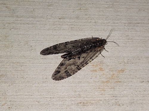 Polystoechotes punctata photo 4