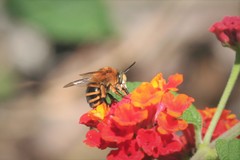 Amegilla quadrifasciata maderae