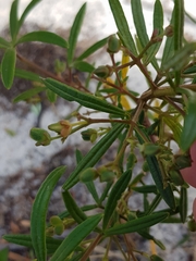 Zieria laxiflora