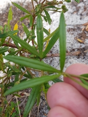 Zieria laxiflora