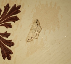 Scopula pulchellata agg