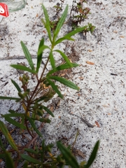 Zieria laxiflora