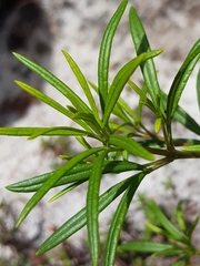 Zieria laxiflora