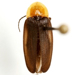 Ellychnia flavicollis