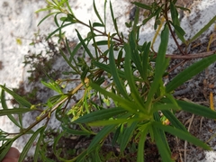 Zieria laxiflora