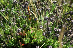 Lampranthus spectabilis