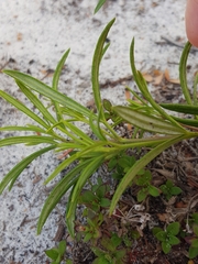 Zieria laxiflora
