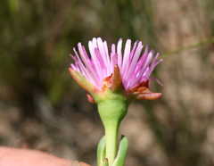 Lampranthus spectabilis