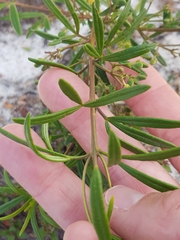 Zieria laxiflora