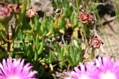 Lampranthus spectabilis