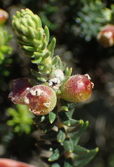 Phylica axillaris