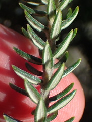Phylica axillaris