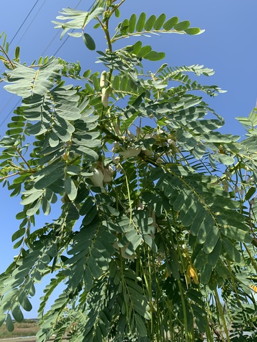 Sesbania grandiflora
