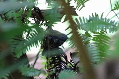 Cyanoderma erythropterum