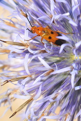 Nemognatha chrysomelina