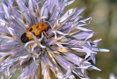 Nemognatha chrysomelina