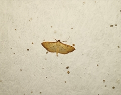 Herpetogramma basalis