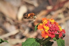Amegilla quadrifasciata maderae
