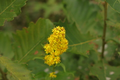 Solidago virgaurea