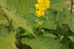 Solidago virgaurea