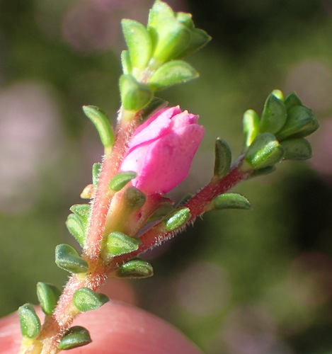 Image of Acmadenia heterophylla by (c) Nicola van Berkel, some rights reserved (CC BY-SA)